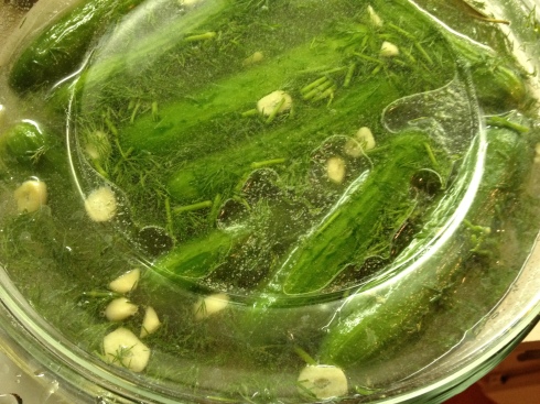 Pickles pickling in a bowl